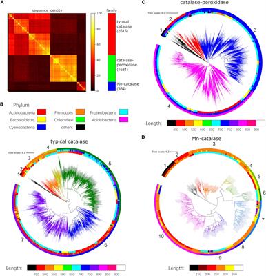 The Richness and Diversity of Catalases in Bacteria